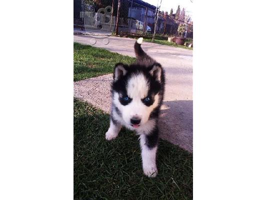 Husky καθαροαιμα κουταβια αποστολή σε όλη την ελλάδα 6979314054...